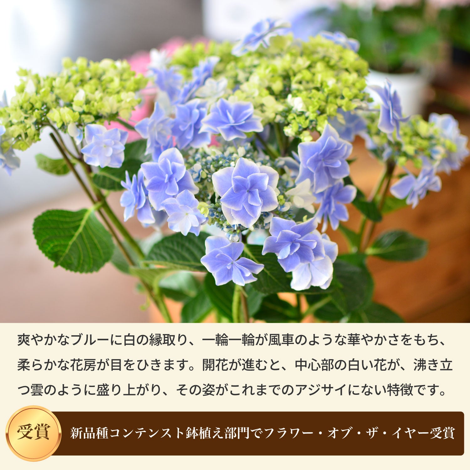 銀河 特徴