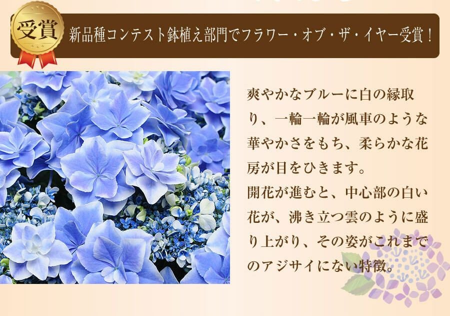 母の日 アジサイ 銀河