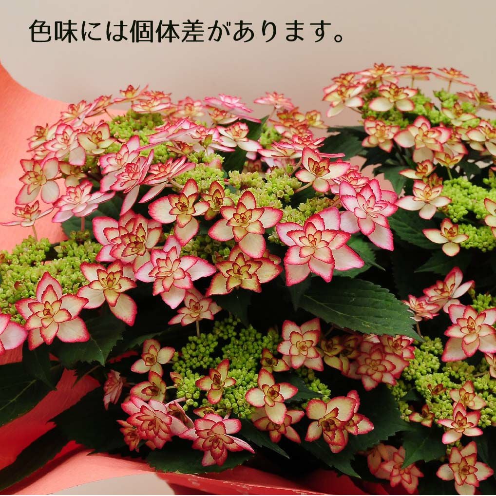  あじさい ひな祭り 5号鉢