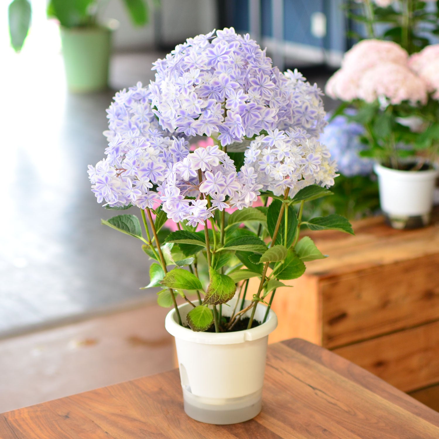 あじさいの鉢植え 万華鏡 ブルー 5号鉢 | 花工房エーデルワイス