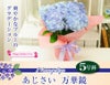 アジサイ 万華鏡 ブルー 5号鉢