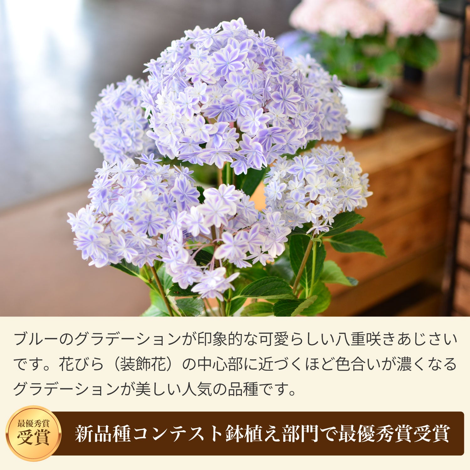 万華鏡ブルー 特徴