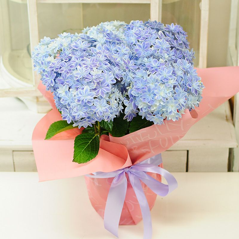 あじさい万華鏡ブルー