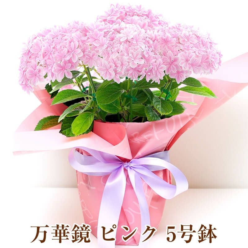 万華鏡 ピンク 5号鉢