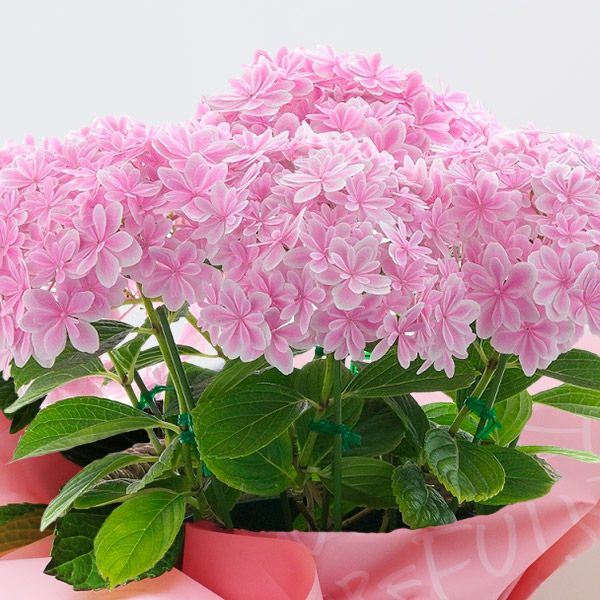 万華鏡 ピンク 5号鉢サイズ