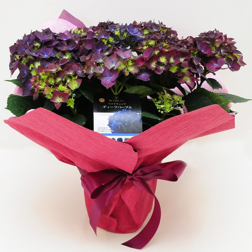 あじさいディープパープル