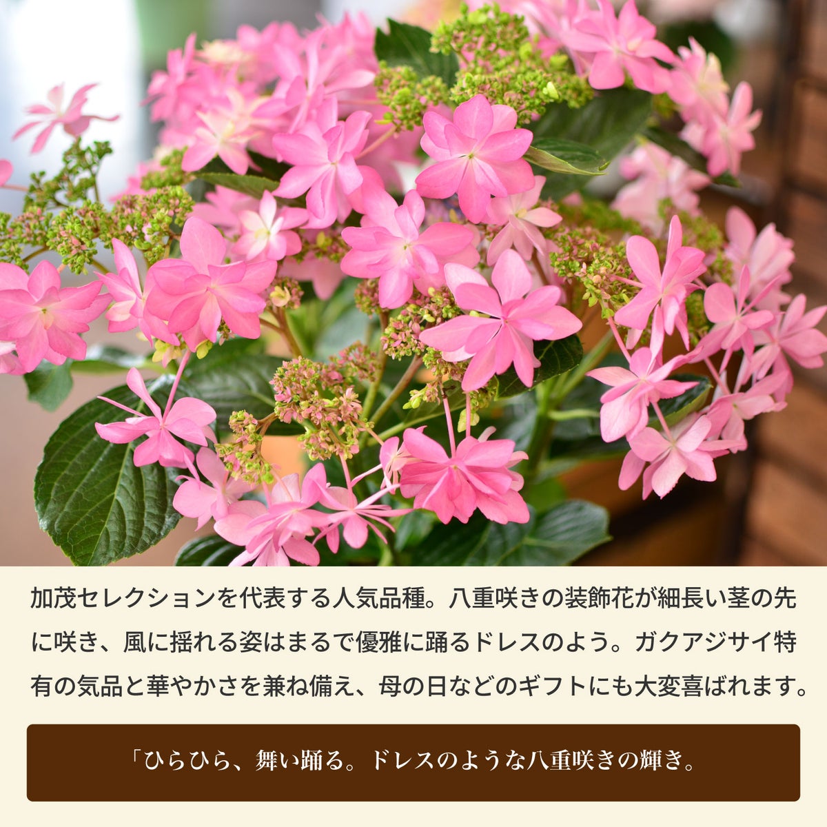 母の日 プレゼント あじさい アジサイ ダンスパーティ 5号鉢 母の日ギフト