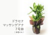 観葉植物 マッサン 幸福の木 ドラセナ マッサンゲアナ