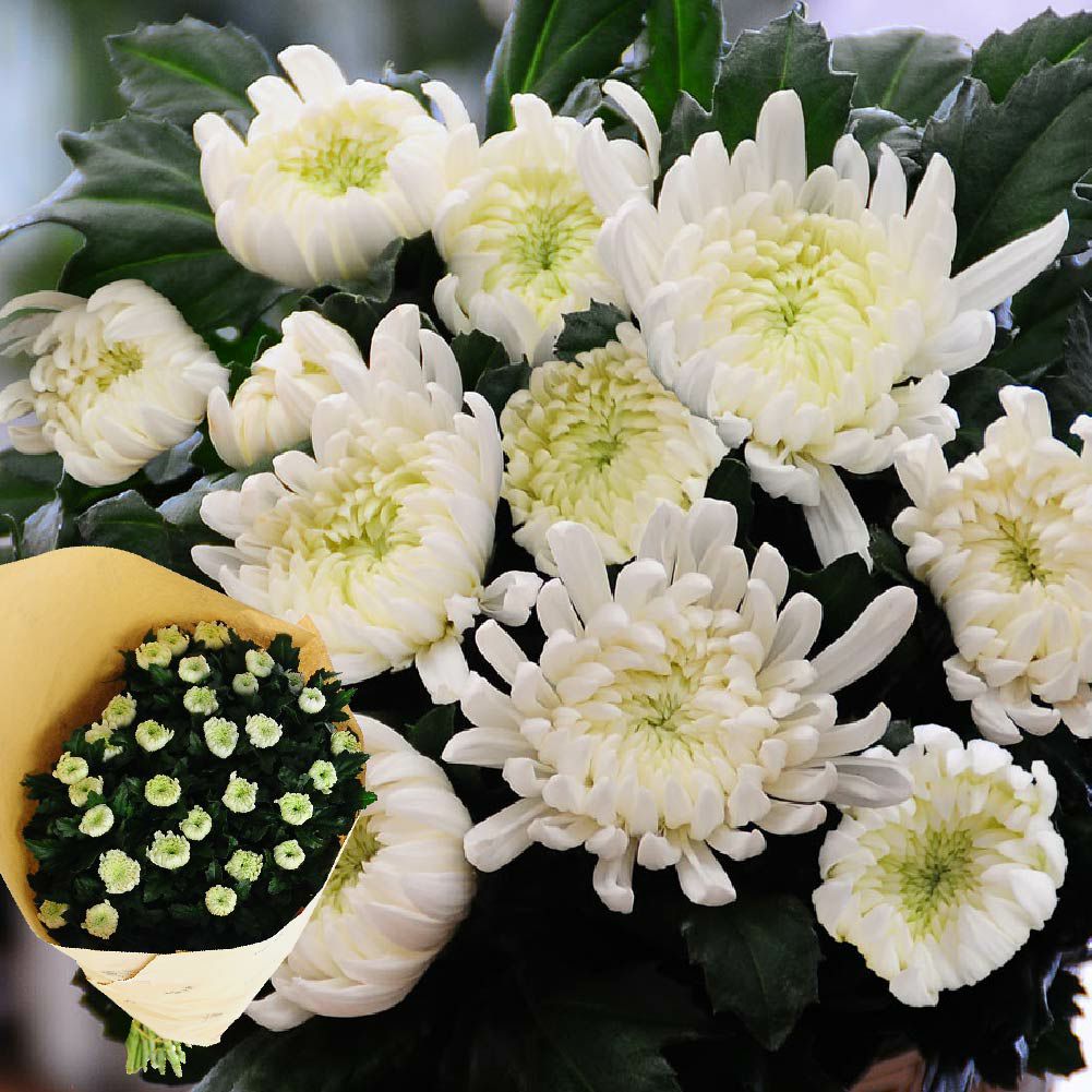 ユリ 30輪以上の花束 | 花工房エーデルワイス