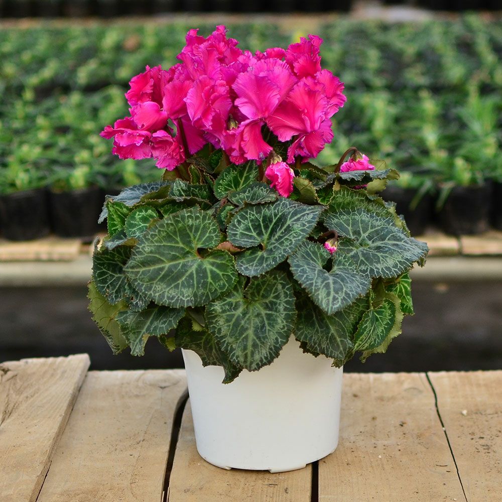 産地直送 何が届くかお楽しみ おまかせ シクラメン 5号鉢