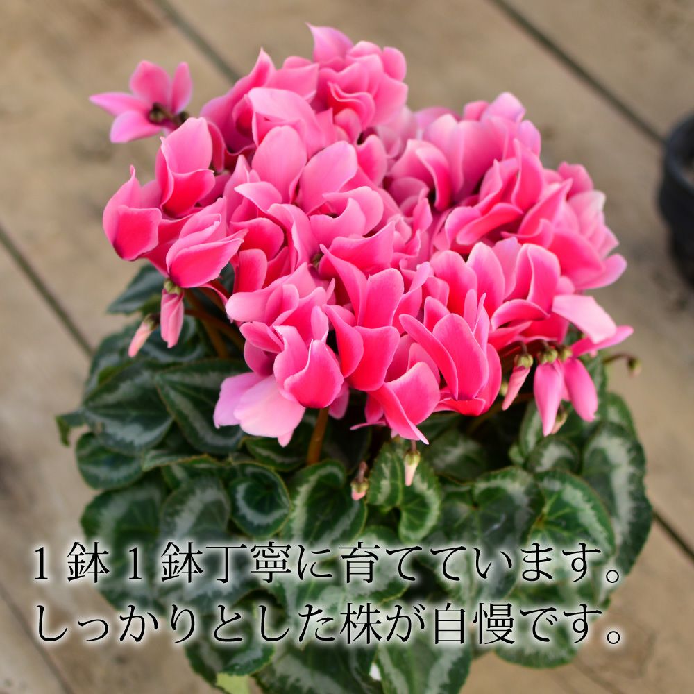 産地直送 何が届くかお楽しみ おまかせ シクラメン 5号鉢