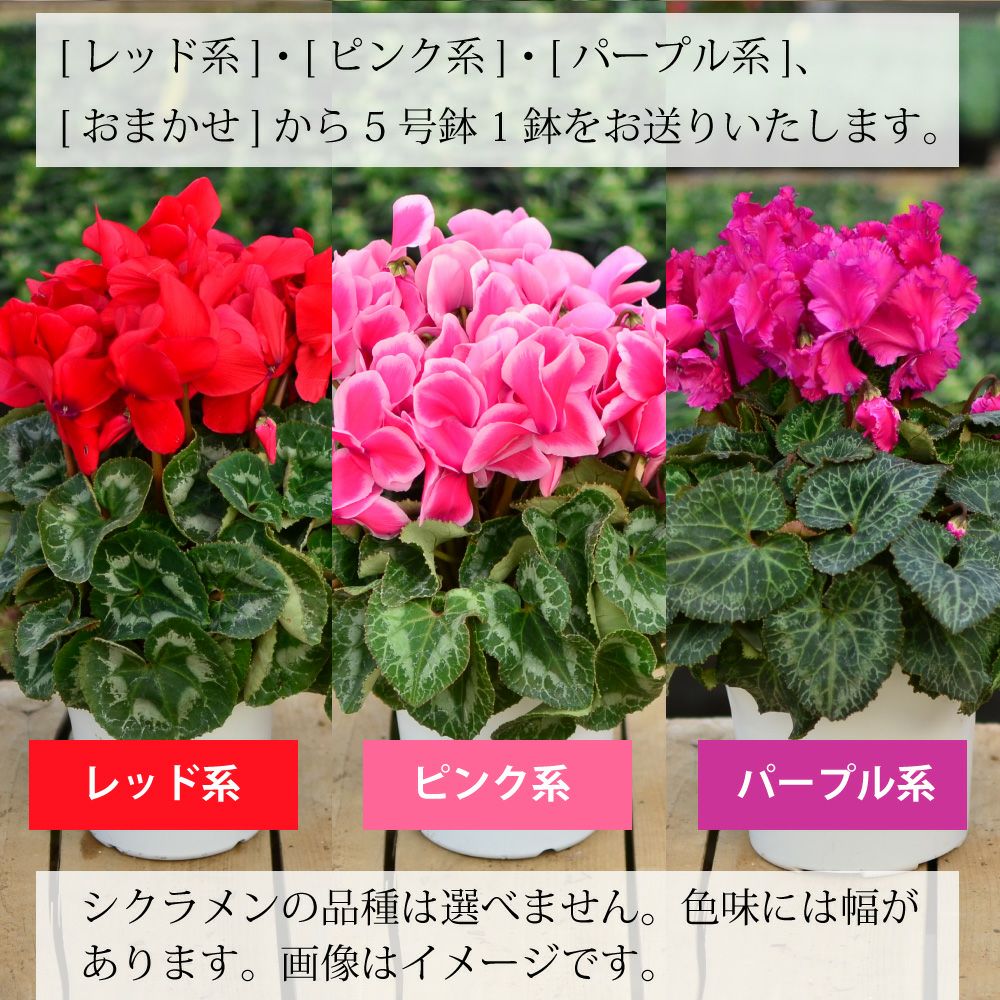 産地直送 何が届くかお楽しみ おまかせ シクラメン 5号鉢
