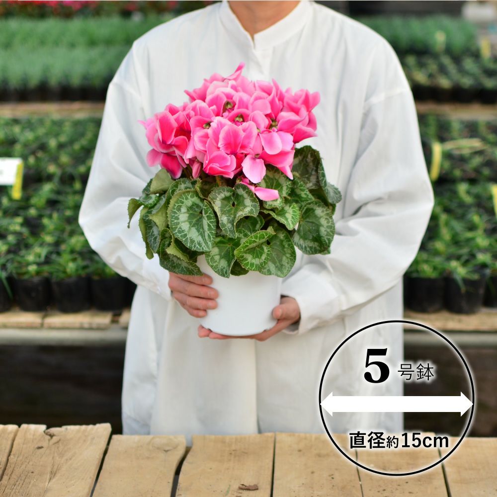 産地直送 何が届くかお楽しみ おまかせ シクラメン 5号鉢