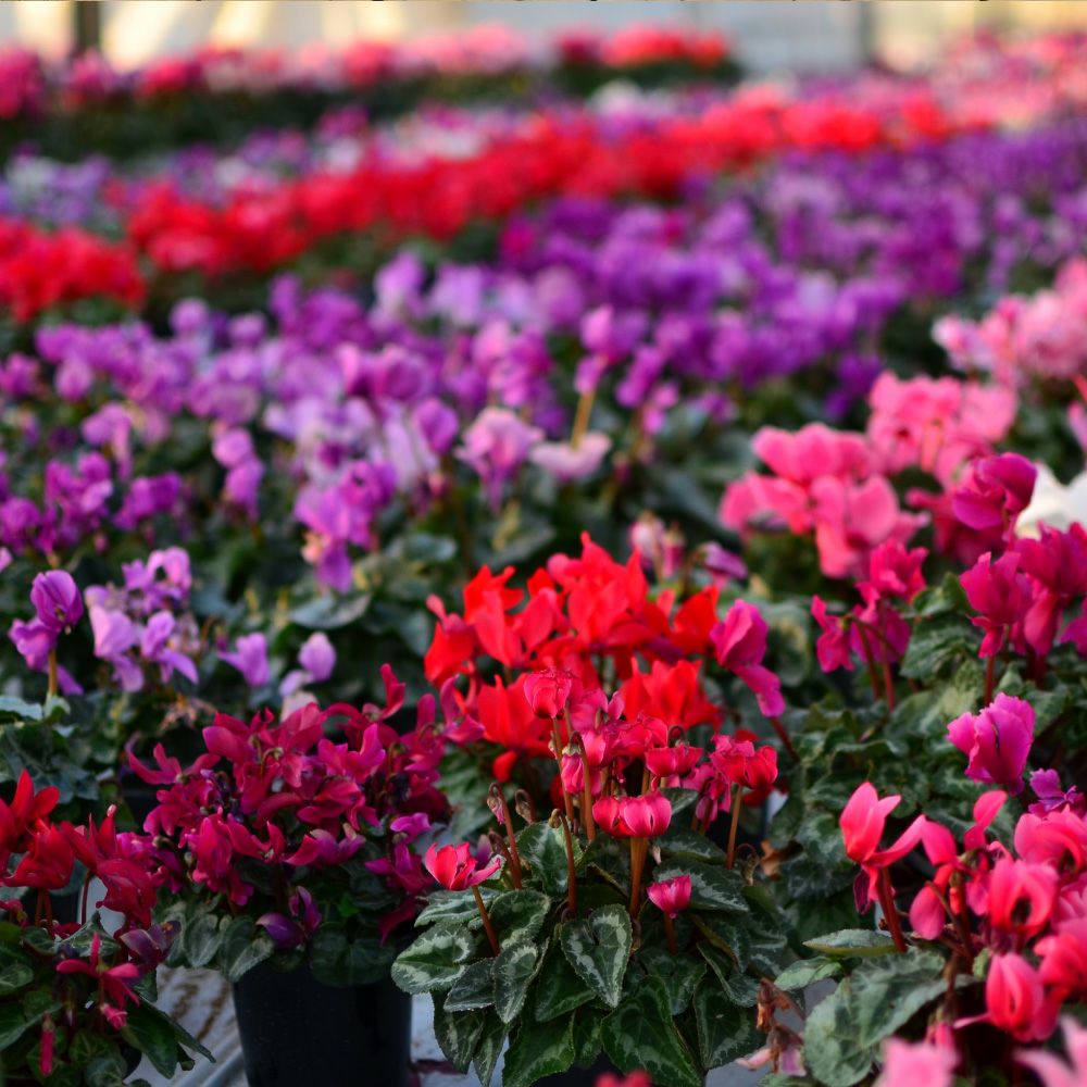 産地直送 何が届くかお楽しみ おまかせ シクラメン 5号鉢