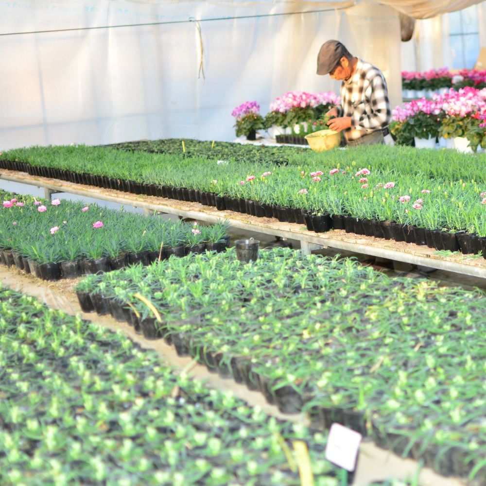 産地直送 何が届くかお楽しみ おまかせ シクラメン 5号鉢