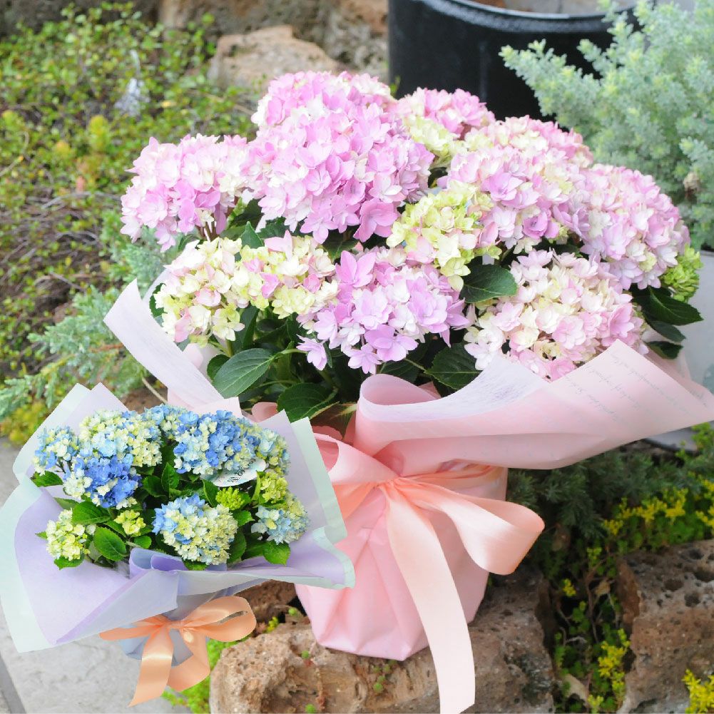 あじさい星あつめ