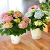 母の日 プレゼント 花 ギフト 鉢植えあじさい アジサイ60代 母の日 70代 母の日 星あつめ 5号鉢