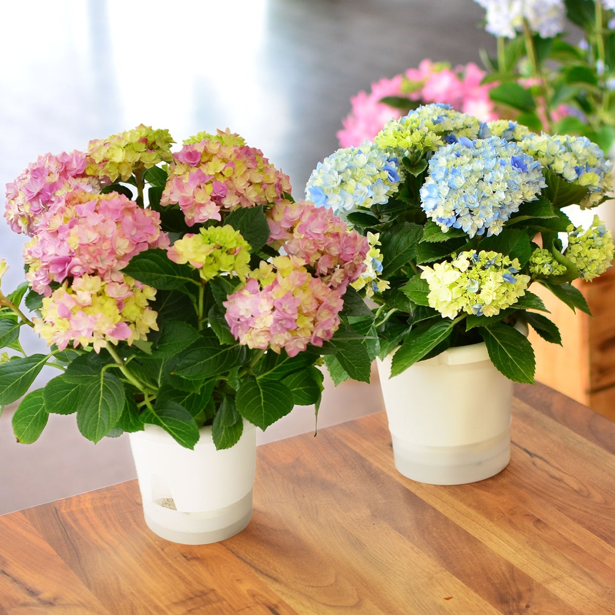 母の日 プレゼント 花 ギフト 鉢植えあじさい アジサイ60代 母の日 70代 母の日 星あつめ 5号鉢