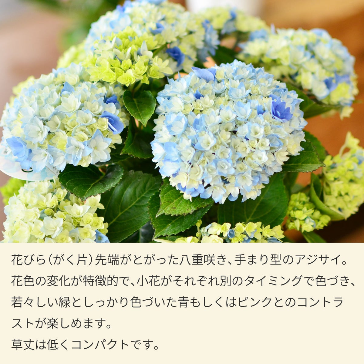 母の日 プレゼント 花 ギフト 鉢植えあじさい アジサイ60代 母の日 70代 母の日 星あつめ 5号鉢