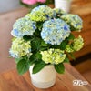 母の日 プレゼント 花 ギフト 鉢植えあじさい アジサイ60代 母の日 70代 母の日 星あつめ 5号鉢