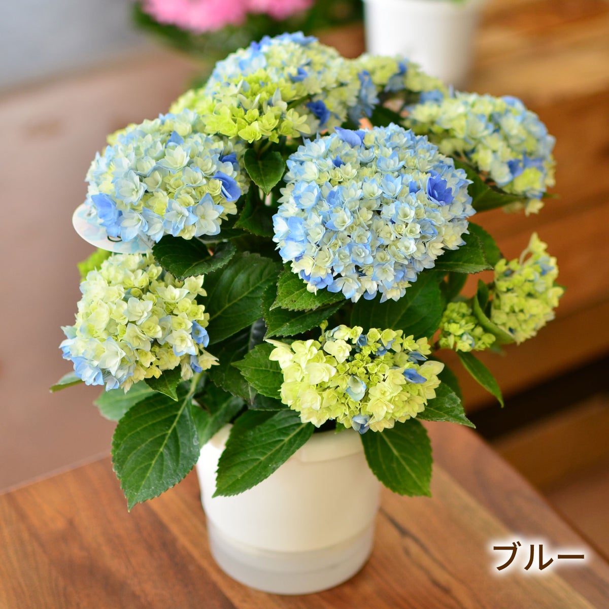 母の日 プレゼント 花 ギフト 鉢植えあじさい アジサイ60代 母の日 70代 母の日 星あつめ 5号鉢