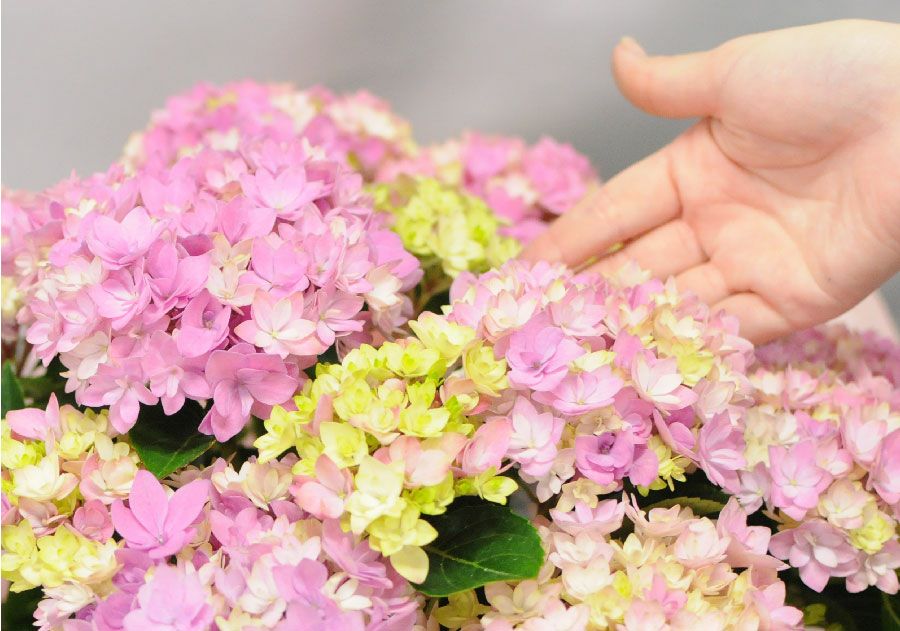 星あつめピンク