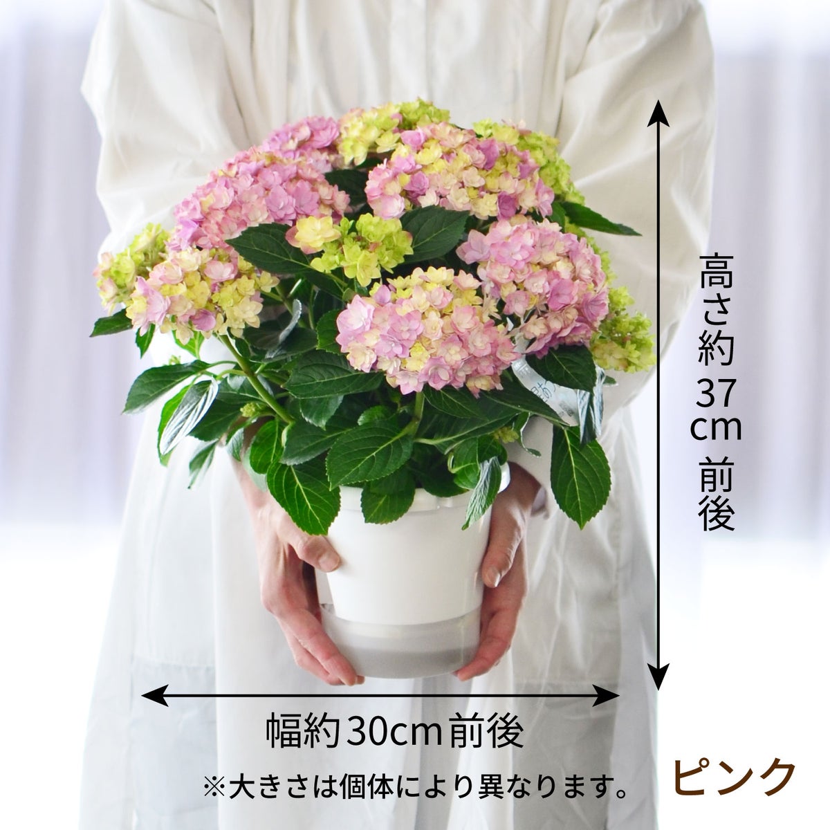 星あつめピンク