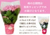 スペシャルラッピング