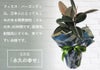 観葉植物 ゴムの木フィカス バーガンディ 6号鉢