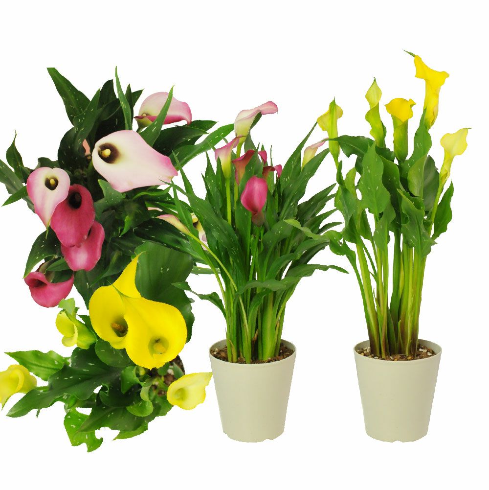 母の日ギフト お祝い プレゼント 色が選べるカラーの鉢花 5号鉢