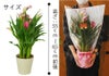 色が選べるカラーの鉢花 5号鉢サイズ