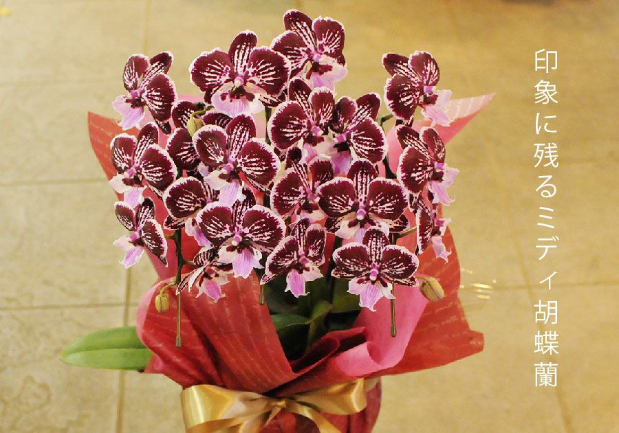 ミディ胡蝶蘭 ショコラティエ 3本立
