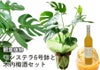 観葉植物モンステラ 6号鉢と木内梅酒セット