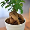観葉植物 ギフト ガジュマル5号鉢