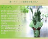 観葉植物 サンスベリア ゼラニカ6号鉢