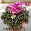 エーデルワイス シクラメン プルマージュ 6号鉢