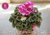 エーデルワイス シクラメン プルマージュ 6号鉢