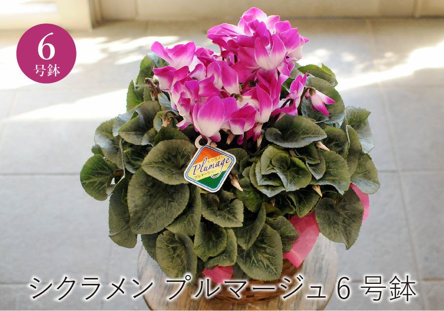 エーデルワイス シクラメン プルマージュ 6号鉢