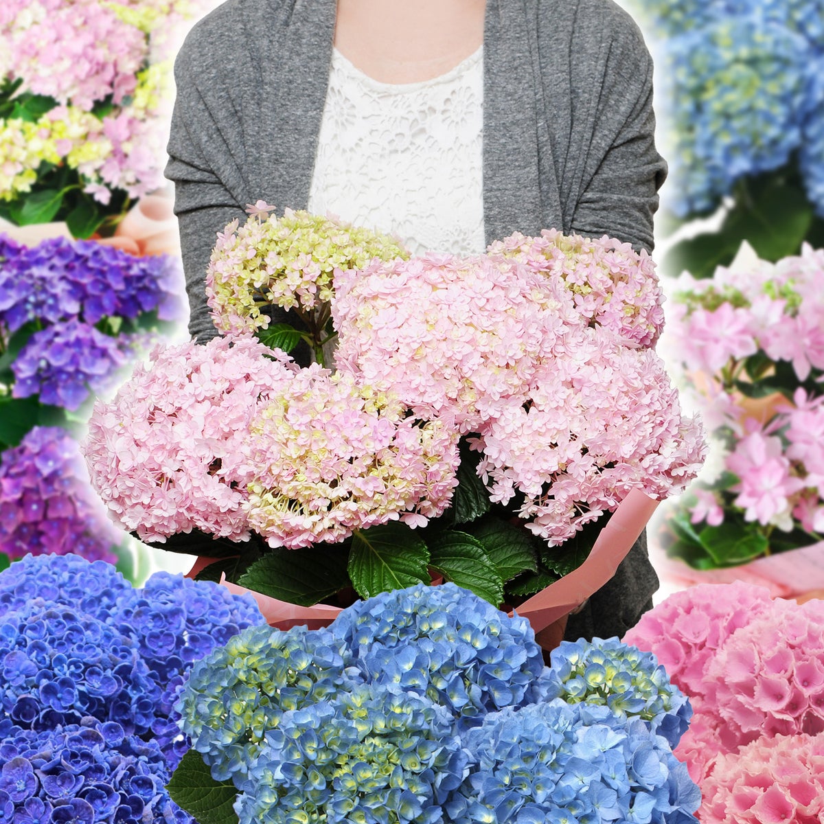  母の日 ピンク系・赤系で品種はおまかせ アジサイの鉢花 5号鉢