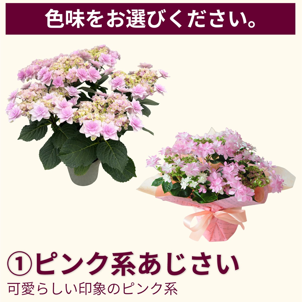  母の日 ピンク系・赤系で品種はおまかせ アジサイの鉢花 5号鉢