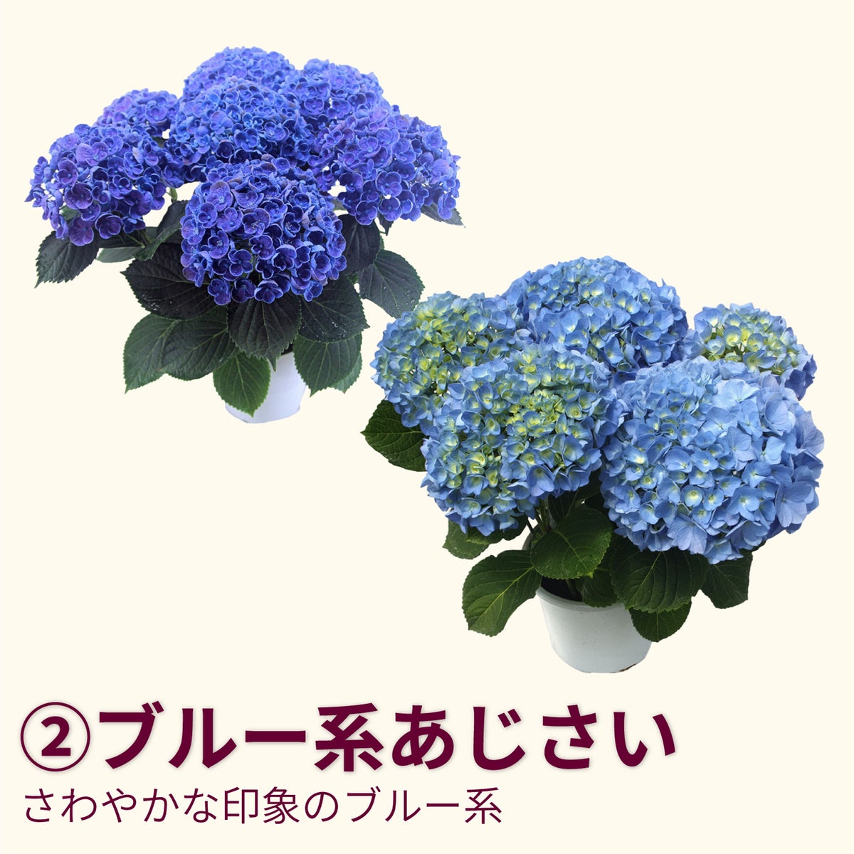 ピンクアジサイのイメージ