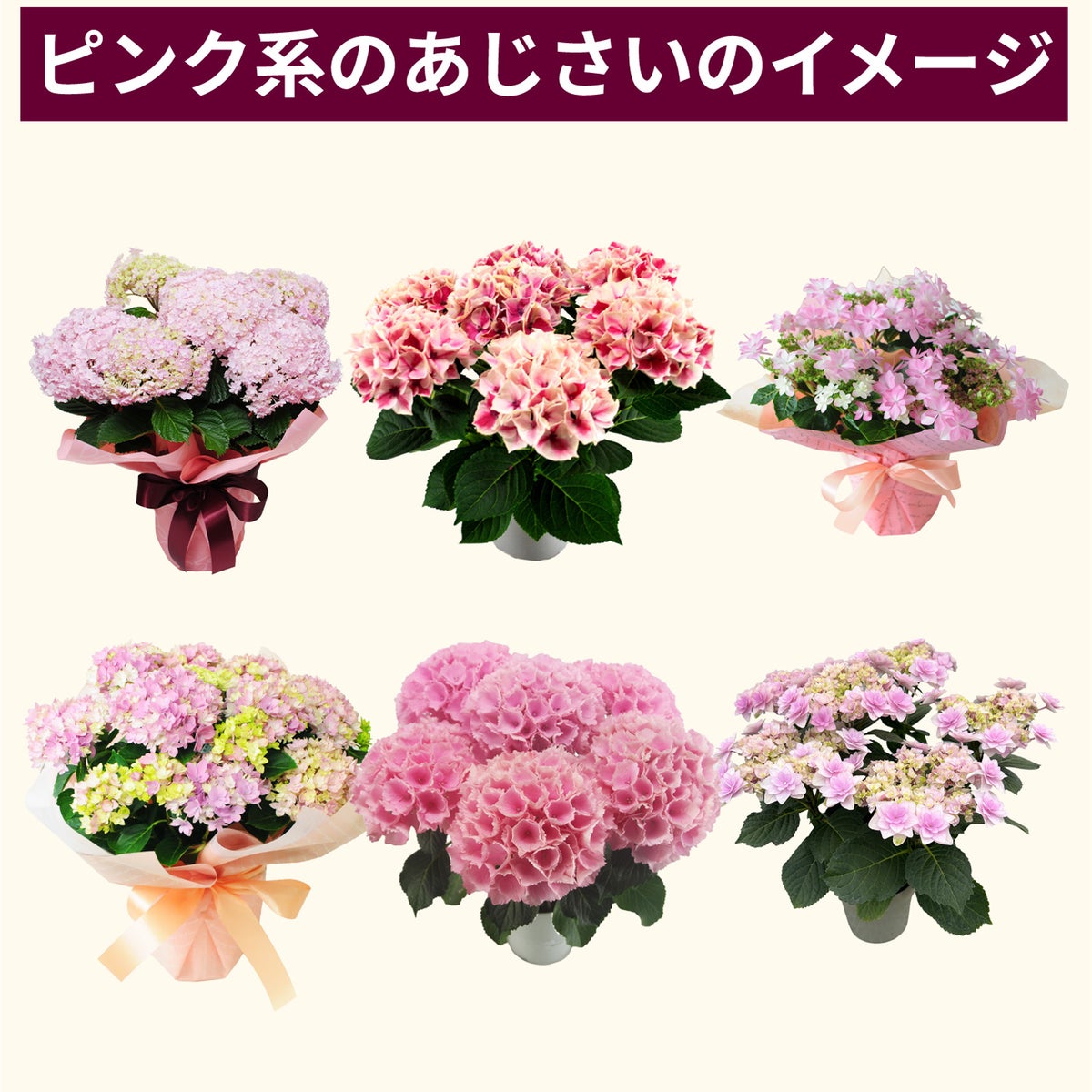 ブルーアジサイのイメージ