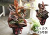 観葉植物 ゴムの木 フィカス ベリーズ 6号鉢