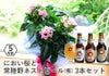 敬老の日 におい桜の鉢植え 5号鉢と常陸野ネストビール(瓶) 3本セット