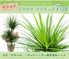 ドラセナ コンシンネ マジナータ 真実の木 7号鉢 観葉植物 開店祝い 移転祝い 新築祝い