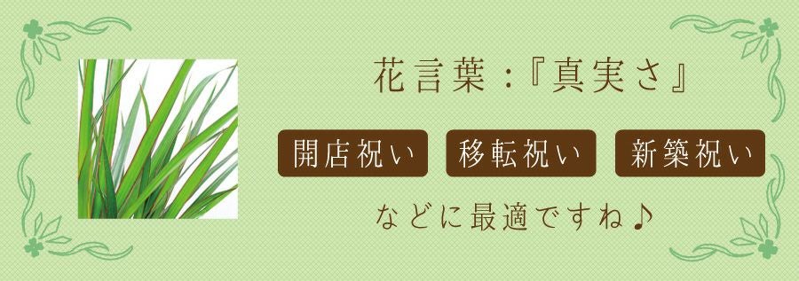 ドラセナ コンシンネ マジナータ 真実の木 7号鉢 観葉植物 開店祝い 移転祝い 新築祝い
