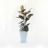 ゴムの木 観葉植物 フィカス ベリーズ陶器鉢入り