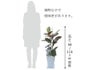 ゴムの木 観葉植物 フィカス ベリーズ陶器鉢入り