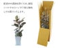 ゴムの木 観葉植物 フィカス ベリーズ陶器鉢入り