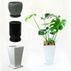  観葉植物 陶器鉢 インテリア フラワーギフト モンステラ陶器鉢入り